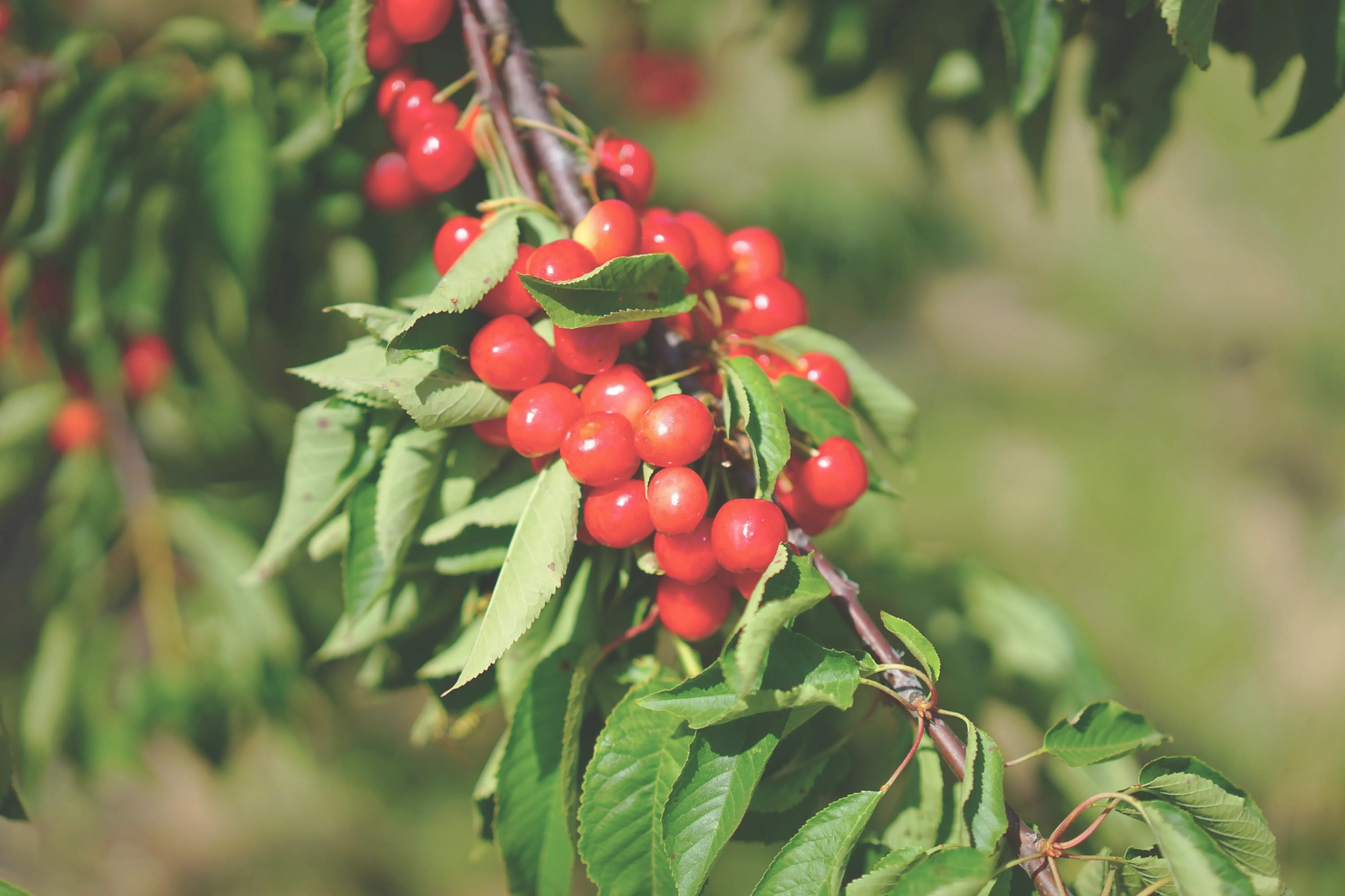 cerezas de café